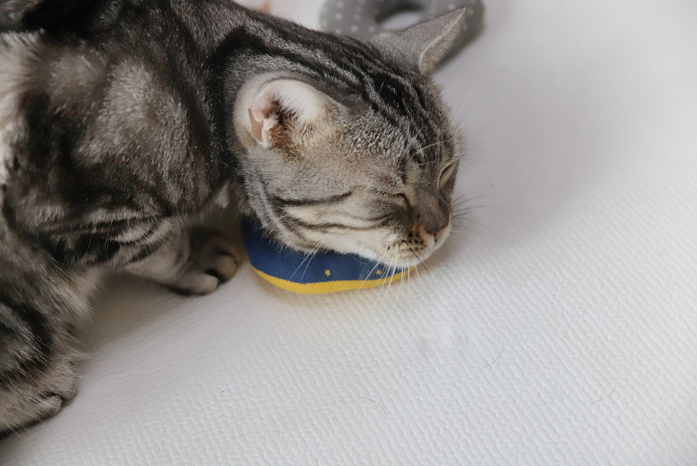 Inherent CatNut - Love - Suro
