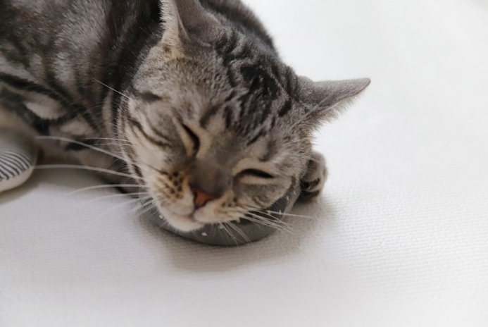 Inherent CatNut - Love - Suro